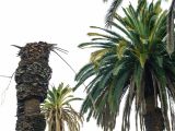 Tall Fake Palm Trees for Sale L A S Palm Trees are Dying and It S Changing the City S Famous