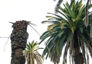 Tall Fake Palm Trees for Sale L A S Palm Trees are Dying and It S Changing the City S Famous