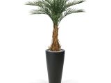 Tall Fake Palm Trees for Sale Luxury Artificial Phoenix Palm 180 Cm Maxifleur Artificial Plants