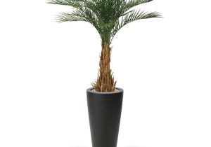 Tall Fake Palm Trees for Sale Luxury Artificial Phoenix Palm 180 Cm Maxifleur Artificial Plants