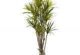 Tall Fake Palm Trees for Sale Nearly Natural 5 Ft Dracaena Silk Tree 5466 the Home Depot