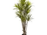 Tall Fake Palm Trees for Sale Nearly Natural 5 Ft Dracaena Silk Tree 5466 the Home Depot