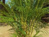 Tall Fake Palm Trees for Sale the Right Palms to Grow Indoors Palms Online Australia