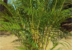 Tall Fake Palm Trees for Sale the Right Palms to Grow Indoors Palms Online Australia