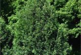 Techny Arborvitae for Sale Arborvitae Techny Chalet Nursery