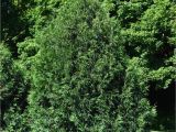 Techny Arborvitae for Sale Arborvitae Techny Chalet Nursery