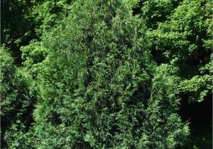 Techny Arborvitae for Sale Arborvitae Techny Chalet Nursery