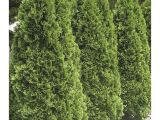 Techny Arborvitae for Sale Shop 5 Gallon Emerald Green Arborvitae Screening Shrub In Pot L5480