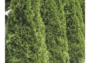 Techny Arborvitae for Sale Shop 5 Gallon Emerald Green Arborvitae Screening Shrub In Pot L5480