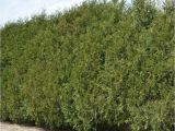 Techny Arborvitae for Sale Techny Arborvitae