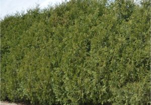 Techny Arborvitae for Sale Techny Arborvitae