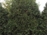 Techny Arborvitae for Sale Techny Arborvitae Plant Library Pahl S Market Apple Valley Mn