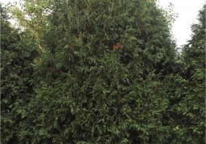 Techny Arborvitae for Sale Techny Arborvitae Plant Library Pahl S Market Apple Valley Mn