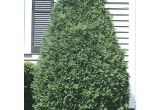 Techny Arborvitae for Sale Techny Arborvitae Screening Shrub In Pot with soil L3949 at