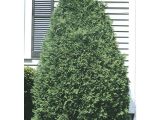 Techny Arborvitae for Sale Techny Arborvitae Screening Shrub In Pot with soil L3949 at