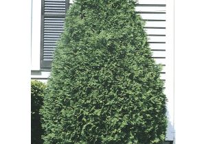 Techny Arborvitae for Sale Techny Arborvitae Screening Shrub In Pot with soil L3949 at