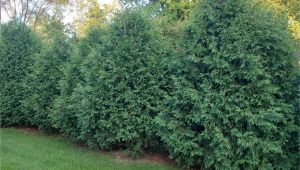 Techny Arborvitae for Sale Techny Arborvitae Seedlings Available for Sale at Chief River Nursery