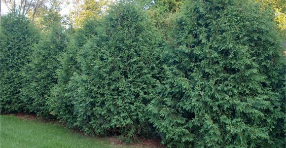 Techny Arborvitae for Sale Techny Arborvitae Seedlings Available for Sale at Chief River Nursery