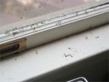 Termite Droppings Window Sill Drywood Termites Termite Wings On Window Sill