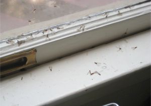 Termite Droppings Window Sill Drywood Termites Termite Wings On Window Sill