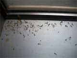 Termite Droppings Window Sill Termite Winged Termite Droppings Window Sill