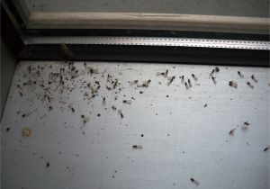 Termite Droppings Window Sill Termite Winged Termite Droppings Window Sill