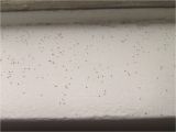 Termite Droppings Window Sill Tiny Spheres that Look Like Poppy Seeds On My Windowsill they Come