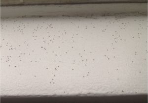 Termite Droppings Window Sill Tiny Spheres that Look Like Poppy Seeds On My Windowsill they Come