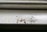 Termite Droppings Window Sill What is This Crap On My Window Sill Texags