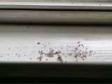 Termite Droppings Window Sill What is This Crap On My Window Sill Texags