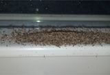 Termite Droppings Window Sill What the Heck I Clean the Window Sill and It S Covered Again
