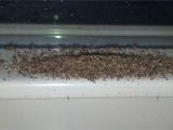 Termite Droppings Window Sill What the Heck I Clean the Window Sill and It S Covered Again