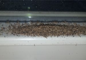 Termite Droppings Window Sill What the Heck I Clean the Window Sill and It S Covered Again