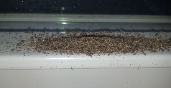 Termite Droppings Window Sill What the Heck I Clean the Window Sill and It S Covered Again