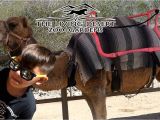 The Living Desert Coupons 2019 Camels Living Desert Zoo and Gardens Ancora Store