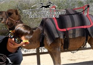 The Living Desert Coupons 2019 Camels Living Desert Zoo and Gardens Ancora Store