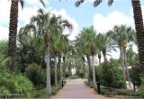 The Palms at Nocatee Hoa 148 Palm island Way In Coastal Oaks at Nocatee Ponte Vedra