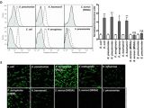 Tic Tac toe toilet Paper Holder Plans In Situ Identification Of Gram Negative Bacteria In Human Lungs