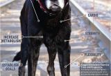 Tienda De Mascotas En Miami 8 Mejores Imagenes De Pets En Pinterest Guardera A Para Perros