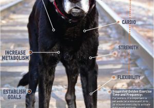 Tienda De Mascotas En Miami 8 Mejores Imagenes De Pets En Pinterest Guardera A Para Perros