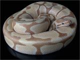 Tienda De Mascotas En Miami Caramel Albino Python Snake Snakes Pinterest Serpientes