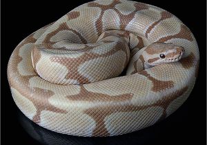 Tienda De Mascotas En Miami Caramel Albino Python Snake Snakes Pinterest Serpientes