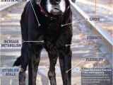 Tienda De Mascotas En Miami Florida 8 Mejores Imagenes De Pets En Pinterest Guardera A Para Perros