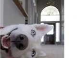 Tienda De Mascotas En Miami Florida Mejores 28 Imagenes De Perros En Pinterest Cachorros Mascotas Y