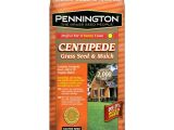 Tifblair Centipede Grass Seed Centipede Grass Seed Lawn Care the Home Depot