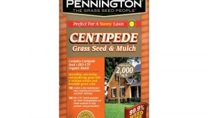 Tifblair Centipede Grass Seed Centipede Grass Seed Lawn Care the Home Depot