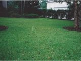 Tifblair Centipede Grass Seed Grass Varieties A Superior sod Mulch and sod In