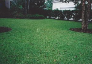 Tifblair Centipede Grass Seed Grass Varieties A Superior sod Mulch and sod In
