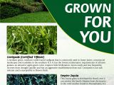 Tifblair Centipede Grass Seed Grass Varieties A Superior sod Mulch and sod In