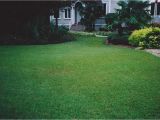 Tifblair Centipede Grass Seed Grass Varieties A Superior sod Mulch and sod In